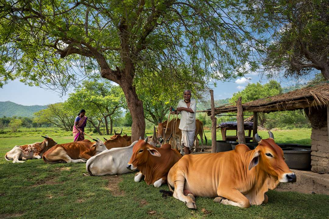 Shri Veershaiv Social Foundation